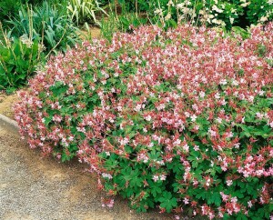 Geranium macrorrhizum Spessart 9 cm Topf - Größe nach Saison