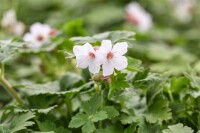 Geranium macrorrhizum Spessart 9 cm Topf - Größe nach Saison