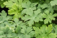 Geranium macrorrhizum Spessart 9 cm Topf - Größe nach Saison