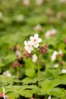 Geranium macrorrhizum Spessart 9 cm Topf - Größe nach Saison