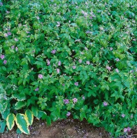 Geranium nodosum 9 cm Topf - Größe nach Saison