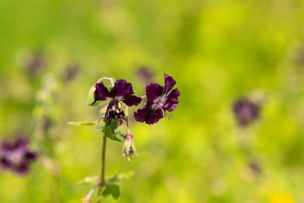 Geranium phaeum 9 cm Topf - Größe nach Saison