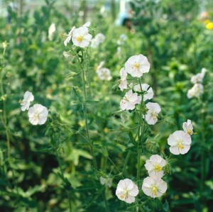 Geranium phaeum 9 cm Topf - Größe nach Saison