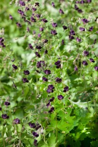 Geranium phaeum 9 cm Topf - Größe nach Saison