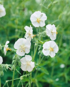 Geranium phaeum 9 cm Topf - Größe nach Saison