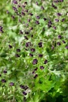 Geranium phaeum 9 cm Topf - Größe nach Saison