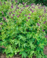 Geranium phaeum 9 cm Topf - Größe nach Saison