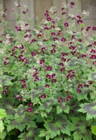 Geranium phaeum 9 cm Topf - Größe nach Saison