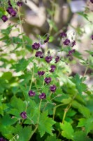 Geranium phaeum 9 cm Topf - Größe nach Saison