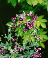 Geranium phaeum 9 cm Topf - Größe nach Saison