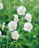 Geranium phaeum 9 cm Topf - Größe nach Saison