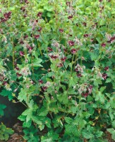 Geranium phaeum 9 cm Topf - Größe nach Saison