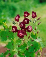 Geranium phaeum 9 cm Topf - Größe nach Saison