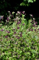 Geranium phaeum 9 cm Topf - Größe nach Saison