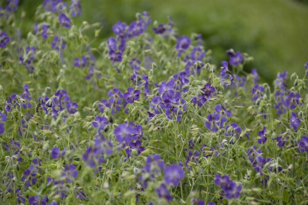 Geranium phaeum Lily Lovell 9 cm Topf - Größe nach Saison