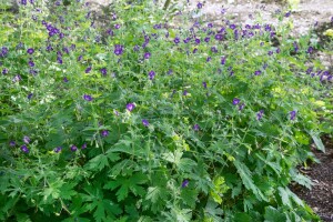 Geranium phaeum Lily Lovell 9 cm Topf - Größe nach Saison