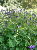 Geranium phaeum Lily Lovell 9 cm Topf - Größe nach Saison