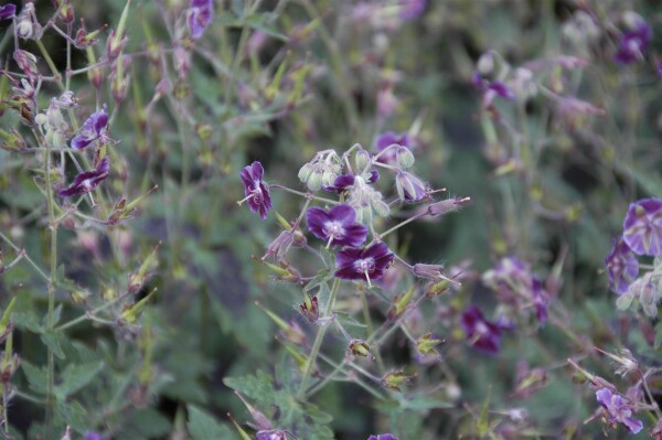 Geranium phaeum Samobor 9 cm Topf - Größe nach Saison