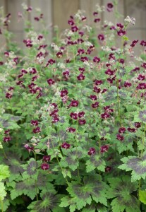 Geranium phaeum Samobor 9 cm Topf - Größe nach Saison