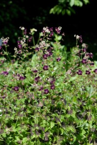 Geranium phaeum Samobor 9 cm Topf - Größe nach Saison