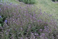 Geranium phaeum Samobor 9 cm Topf - Größe nach Saison