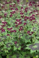 Geranium phaeum Samobor 9 cm Topf - Größe nach Saison