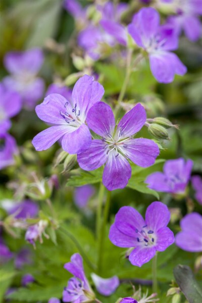 Geranium pratense 9 cm Topf - Größe nach Saison