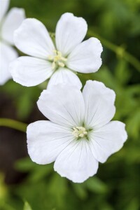 Geranium pratense 9 cm Topf - Größe nach Saison