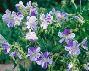 Geranium pratense 9 cm Topf - Größe nach Saison