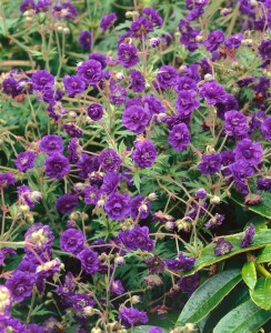 Geranium pratense 9 cm Topf - Größe nach Saison