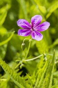 Geranium pratense 9 cm Topf - Größe nach Saison