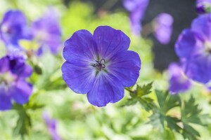 Geranium pratense 9 cm Topf - Größe nach Saison