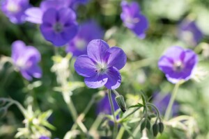 Geranium pratense 9 cm Topf - Größe nach Saison