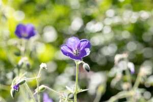 Geranium pratense 9 cm Topf - Größe nach Saison