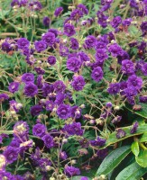 Geranium pratense 9 cm Topf - Größe nach Saison