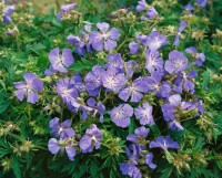 Geranium pratense 9 cm Topf - Größe nach Saison