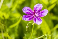 Geranium pratense 9 cm Topf - Größe nach Saison