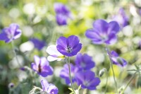 Geranium pratense 9 cm Topf - Größe nach Saison