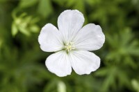 Geranium pratense 9 cm Topf - Größe nach Saison