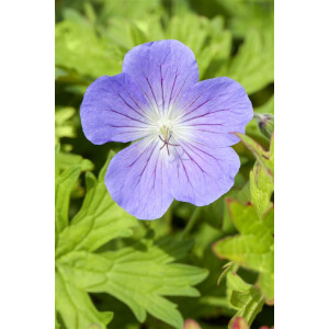 Geranium pratense Johnsons Blue 9 cm Topf -...