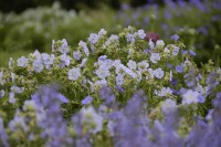 Geranium pratense Mrs Kendall Clark 9 cm Topf - Größe nach Saison