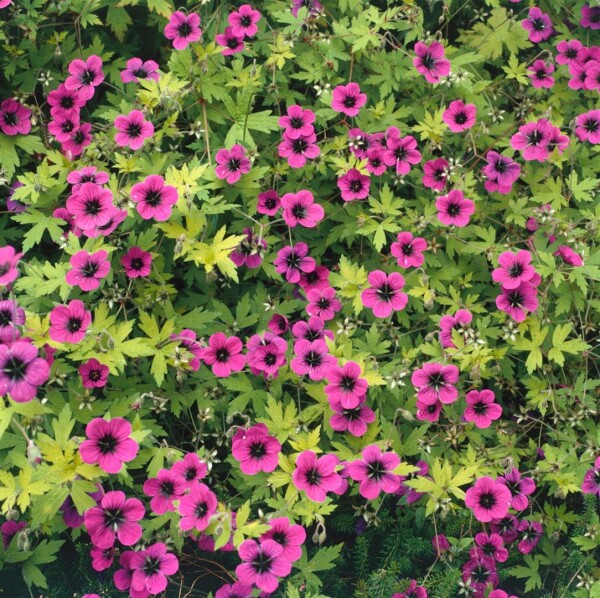 Geranium procurrens Ann Folkard 11 cm Topf - Größe nach Saison