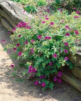 Geranium procurrens Ann Folkard 11 cm Topf - Größe nach Saison