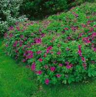 Geranium procurrens Ann Folkard 11 cm Topf - Größe nach Saison