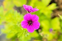 Geranium psilostemon Ivan 9 cm Topf - Größe nach Saison