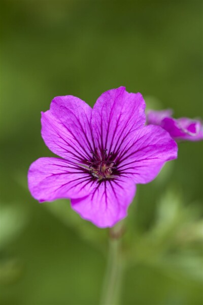 Geranium psilostemon Patricia 11 cm Topf - Größe nach Saison