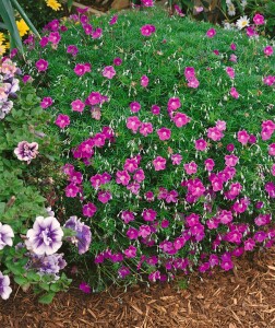 Geranium psilostemon Patricia 11 cm Topf - Größe nach Saison