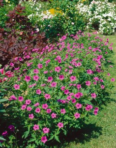 Geranium psilostemon Patricia 11 cm Topf - Größe nach Saison