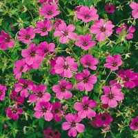 Geranium psilostemon Patricia 11 cm Topf - Größe nach Saison