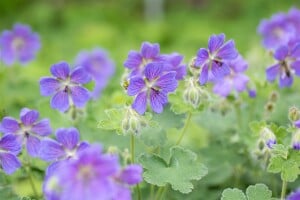 Geranium renardii Philippe Vapelle 9 cm Topf - Größe nach Saison